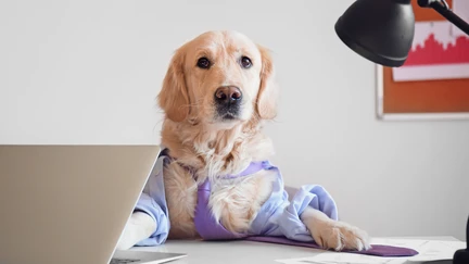 Photo of a dog dressed like an office worker.