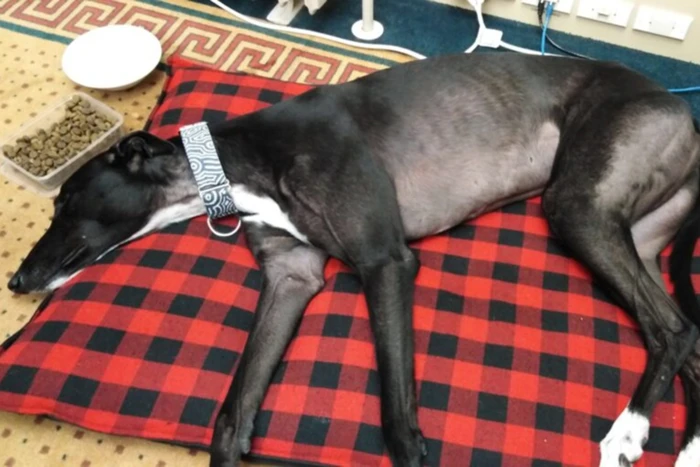 Zoi relaxing in her ministerial offices on a picnic blanket.