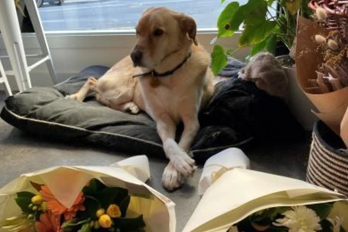 Hank in the window of Juliette Florist (credit: Karen Pearce)