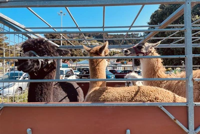 Four camelids in a trailer, looking out inquisitively. Standing are a black alpaca, a brown alpaca, a very fuzzy guanaco.