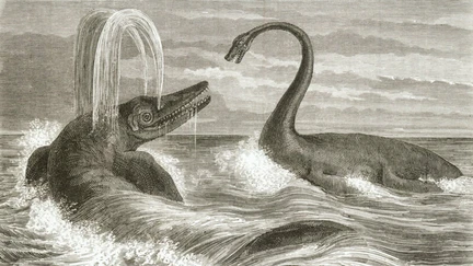 Black and white drawing of two sea monsters engaging in battle