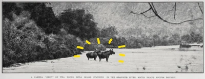 Black and white image from an old newspaper of two moose standing knee deep in the Seaforth River in the South Island.