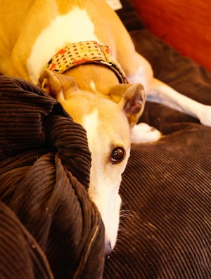 A tan and white greyhound lying with snout pointing towards the camera and a coy look in her eyes