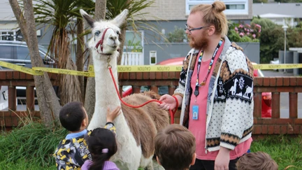 A young child is stroking the neck of a llama as other children look on. The llama is wearing a lead that is being held at the other end by a librarian wearing a jumper decorated with prancing llamas.