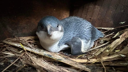 A little penguin snuggled in a nest box, beak pointing straight at the camera