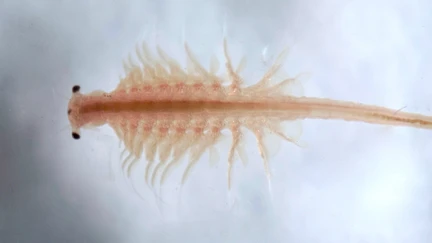 A close-up of a pinkish sea monkey