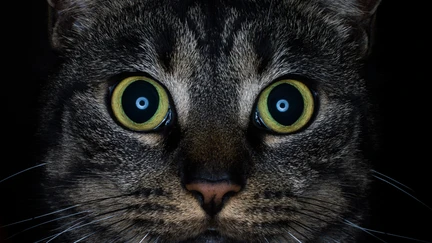 Close up of a tabby cat with yellow eyes staring directly out of the picture at you, evoking the Icelandic Yule Cat