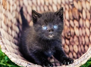 Adorable tiny black kitten with piercing blue eyes in a basket, looking up towards the viewer.