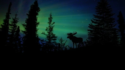 Amidst a forest, a moose is silhouetted against a glowing green sky