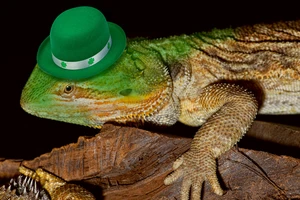 A lizard wearing a green hat with a shamrock band around the brim