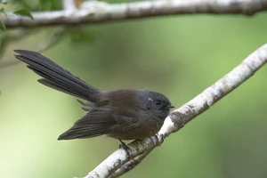 A black fantail perching on a branch side-on