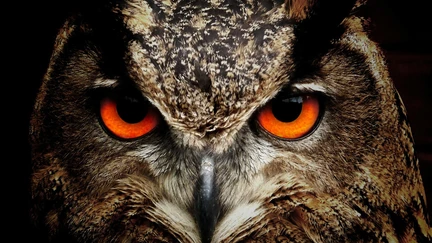 Close up of an owl with vivid orange eyes staring straight out at you